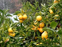 Citrons sur l'arbre.