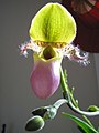 Paphiopedilum glaucophyllum