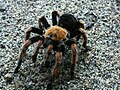 Brachypelma hamorii ou Mygale à pattes rouges