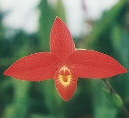 Phragmipedium besseae.jpg