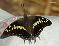 Black Rajah (Charaxes solon)