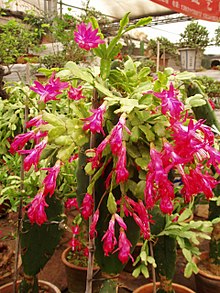 2014 Schlumbergera truncata