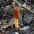 Morchella conica