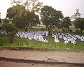 Image 48Branhamist worshippers in Kinshasa (from Culture of the Democratic Republic of the Congo)