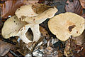 !Lactarius pallidus!