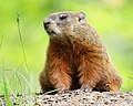 Une Marmota monax sur le campus de l'Université Laval, Québec. Juin 2019.