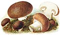 Havechampignon (Agaricus bisporus)