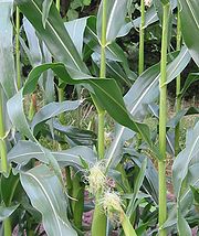 lijnvormig blad van suikermaïs (Zea mays convar. saccharata)