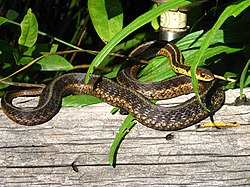 Thamnophis sirtalis