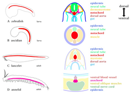 Diversity-13-00462-g001.png