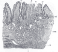 Sectio tunicae mucosae stomachi hominis in cardia