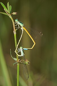 Ischnura rubilio (ഇണചേരുന്നു)