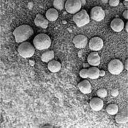 Figure 18. Loose hematite spherules on an outcrop of sediments at Eagle Crater. At this location, most spherule diameters were 4 - 6 mm;[38] in this image, the range is 3 - 6 mm. Image taken on Sol 46 (2004-03-10).