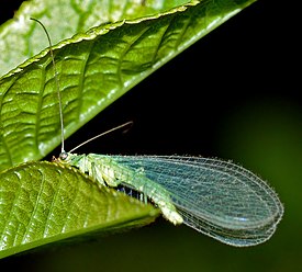 Обыкновенная златоглазка (Chrysoperla carnea)