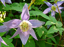 Clematis macropetala