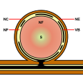 Diagram of a determinant nodule