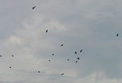 Magnificent Frigatebirds - Bahia Honda State Park