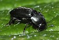 Meligethes atratus (Coleoptera)