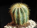 Parodia warasii