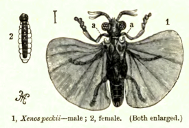 Stylopidae