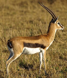 Gazela-de-thomson (Gazella thomsonii) no Parque Masai Mara, no Quênia