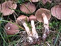 !Tricholoma vaccinum!