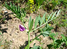 Vicia angustifolia W.jpg