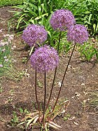 Allium giganteum