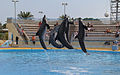 Dolphin show