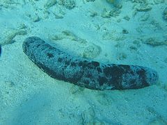 Holothurie à ocelles noires (Holothuria atra)