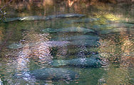 Manatees in Blue Spring State Park