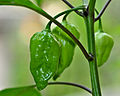 Naga Morich in Bangladesh