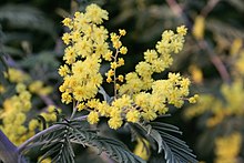 Acacia dealbata Garden 060407w.jpg