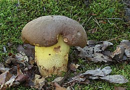 Boletus appendiculatus