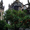 La Giralda et la cathédrale depuis le Patio de los Naranjos