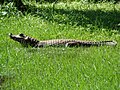 Jacaré-do-pantanal, Brasil