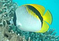 Lined butterflyfish Chaetodon (Rabdophorus) lineolatus