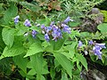 (Nepeta subsessilis)