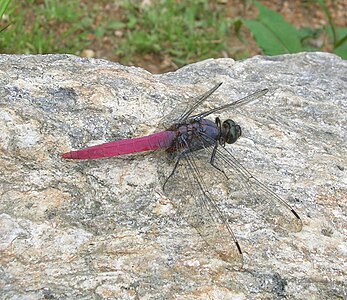 Orthetrum pruinosum (ആൺതുമ്പി)