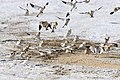 Bruant des neiges se nourrissant de millet au sol