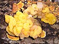 Tremella aurantia