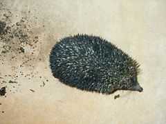 Description de l'image AB001 Hedgehog from Rajasthan.jpg.