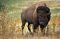 'n Bison