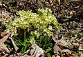 visoki jaglac, Primula elatior