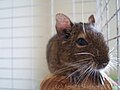 Adult degu on a perch.