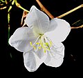 White Orchid-tree, Provincial flower of Bihar