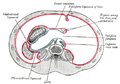 ภาพตัดขวางของส่วนบนของช่องท้อง เยื่อบุช่องท้อง (peritoneum) ถูกเอาออก