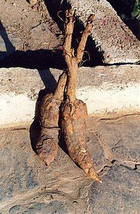 Mandragoras (Mandrake)