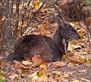 Cervo de almiscre, Moschus moschiferus