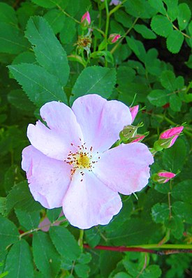 Karjalanruusu (Rosa acicularis) kuuluu sukuun, jonka mukaan on nimetty suuri kasviryhmä Rosanae.